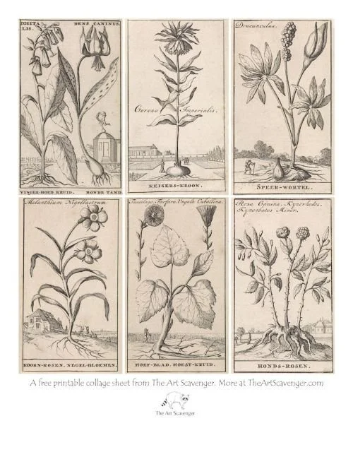 Free collage sheet with vintage floral engravings from The Dutch Herbarium