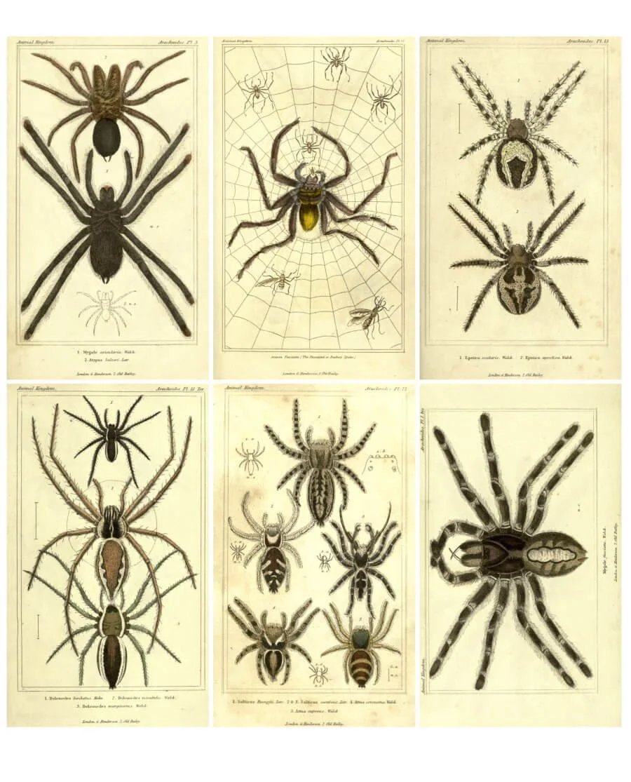 Free vintage spider illustration collage sheet from an 1834 natural history book
