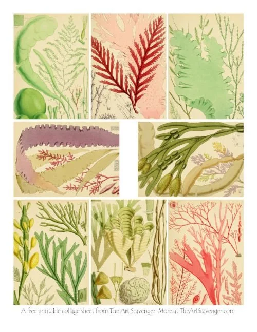 Images of British Seaweeds