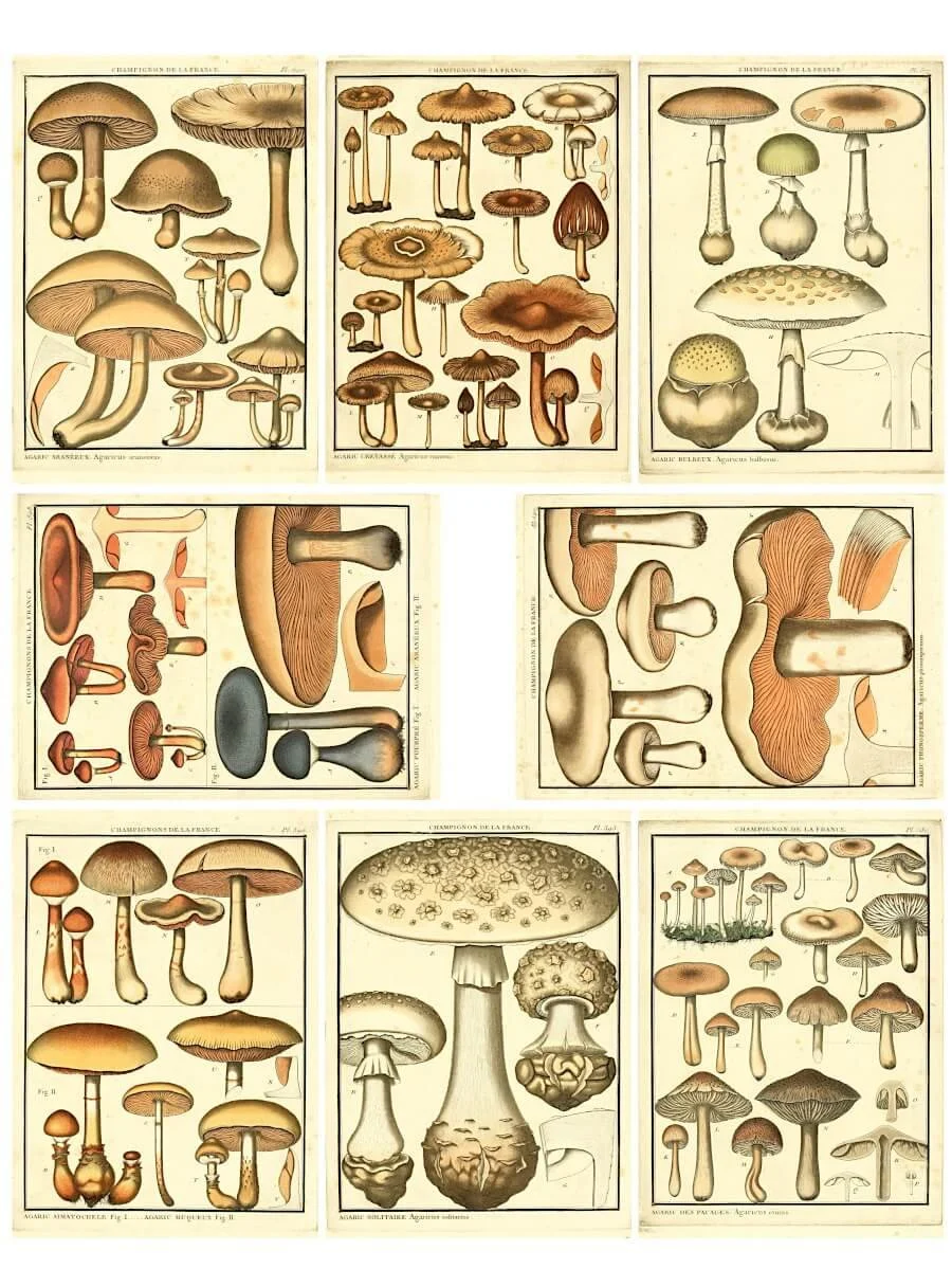 Free vintage mushroom printable collage sheet with 18th-century botanical illustrations