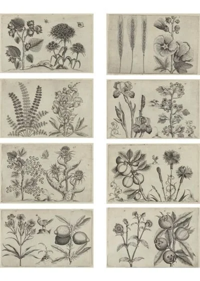 Free botanical printables featuring vintage plant and flower illustrations