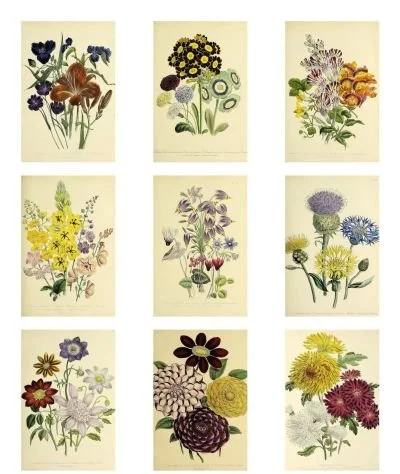 Free Printable Victorian Flower Journal Cards from The Ladies’ Flower-Garden