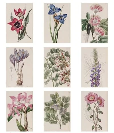 Vintage Botanical Journal Cards