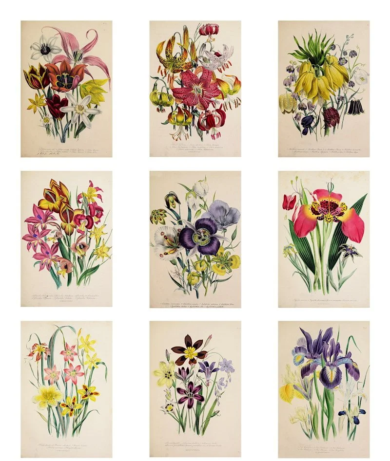Ladies Flower Garden of Bulbs Floral Ephemera Printables