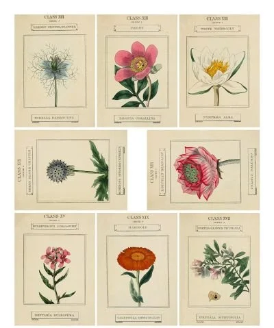 Floral illustrations on printable collage sheets featuring images from a book on the science of Botany dated 1812