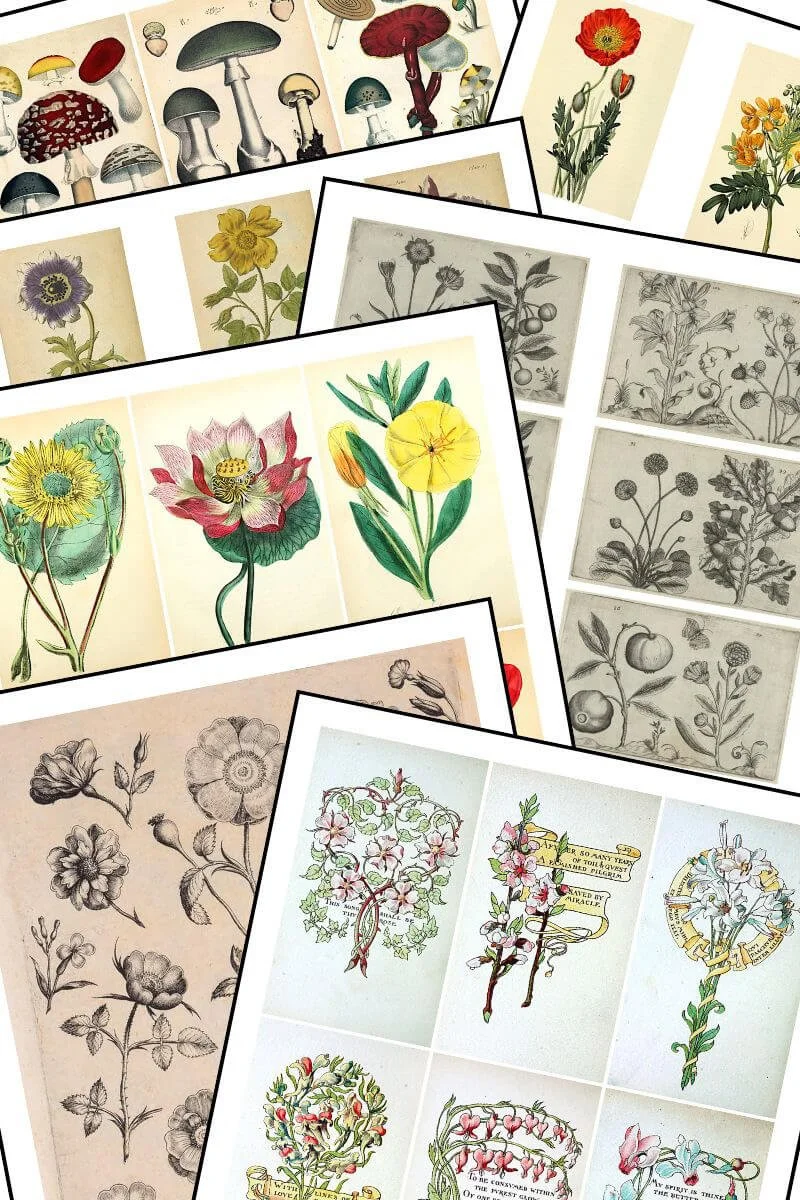 Vintage Botanical Printables: Free Collage Sheets for Junk Journals, Art Journals, and Scrapbooking