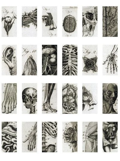 Black and white anatomy collage sheet