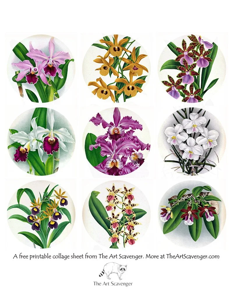 Free Orchid Collage Sheet Printables — The Art Scavenger
