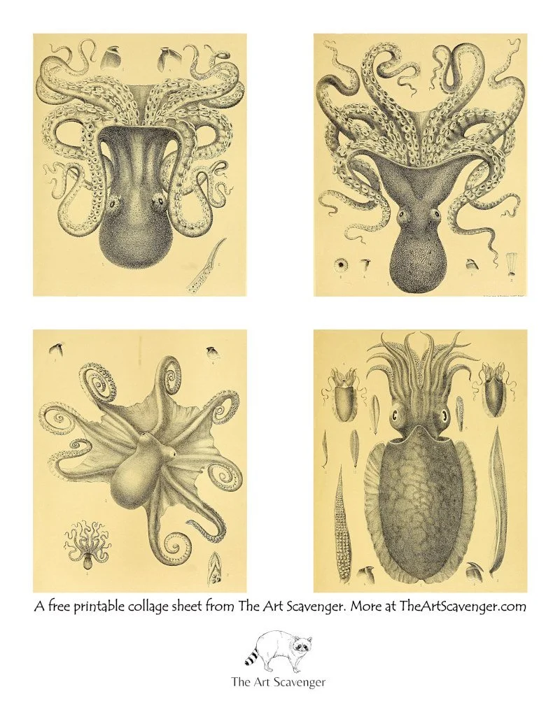 Victorian scientific illustration of squid and octopus