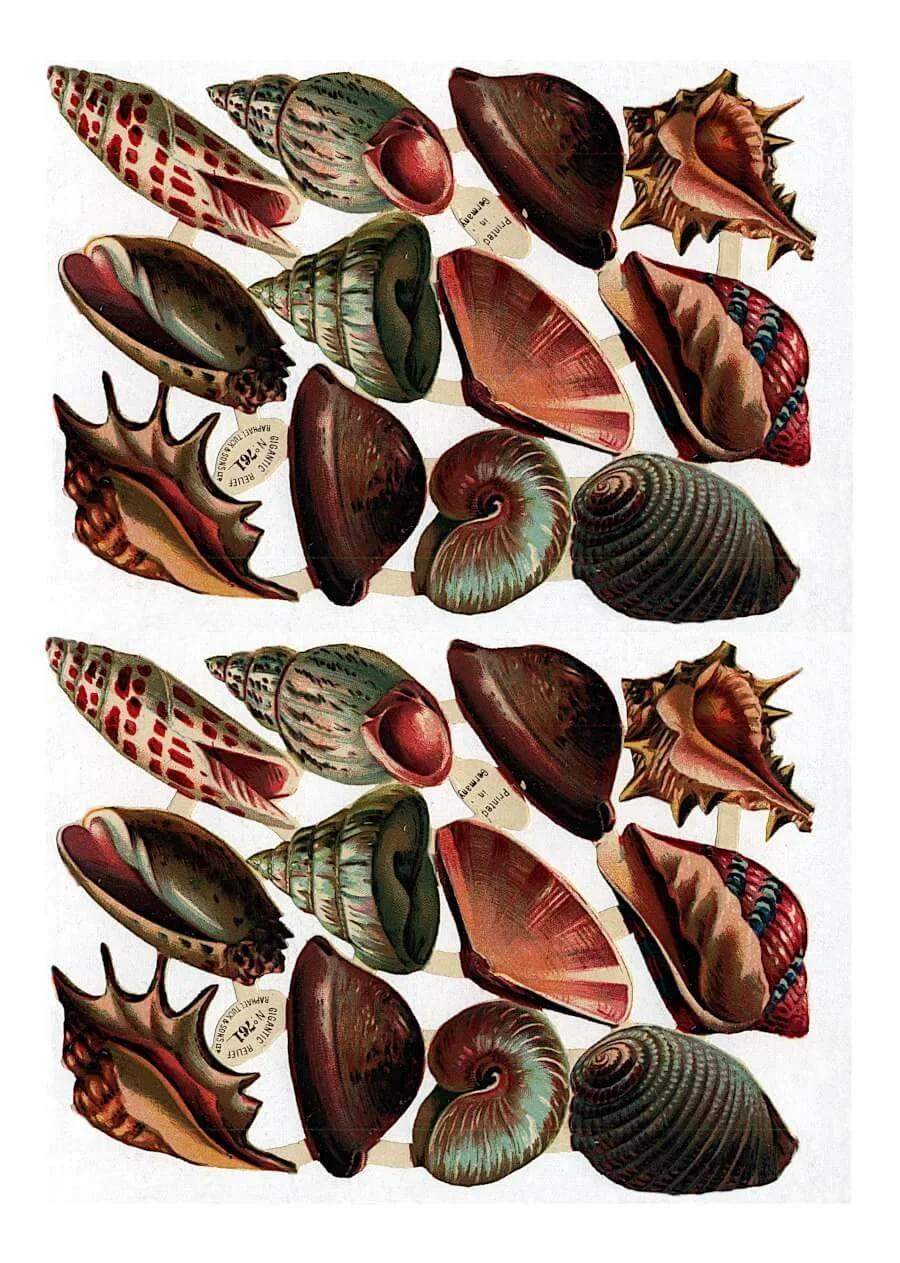 High-resolution vintage seashell collage sheet for paper crafts and digital design.