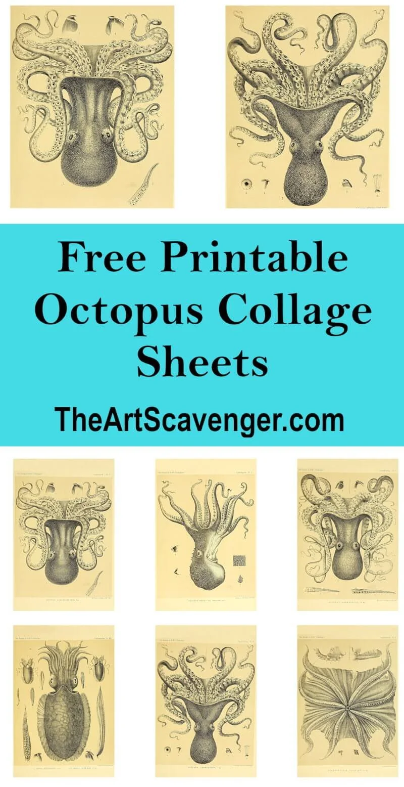 Vintage octopus illustrations from HMS Challenger scientific report