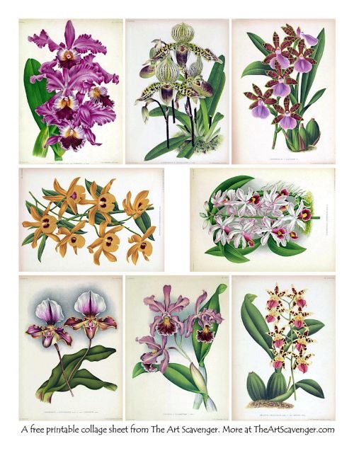 A free printable filled with vintage orchid illustrations