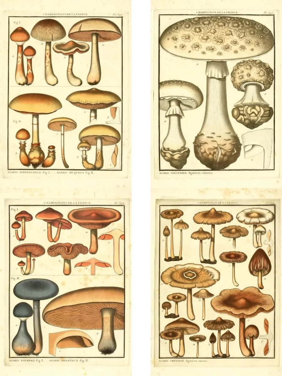 Four 3.5 x 5 inch vintage mushroom postcard printables