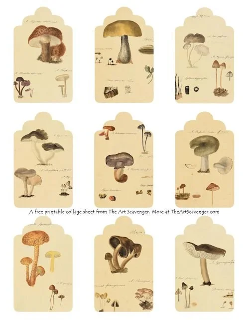 watercolor illustrations from Icones Fungorum Niskiensium published in 1805
