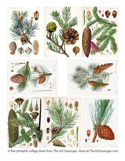 Pine Boughs and Pine Cones Printable