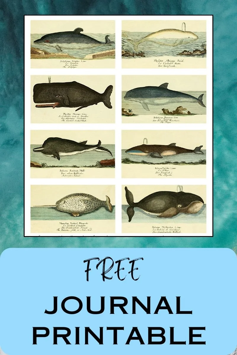 Preview of Free Whale Image Printable