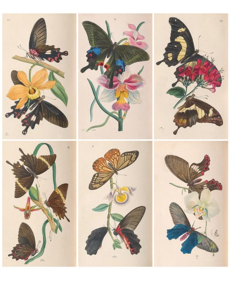 Butterfly collage sheet for scrapbooking and mixed media