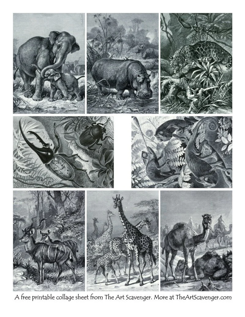 Free Vintage Animal Images Printables — The Art Scavenger