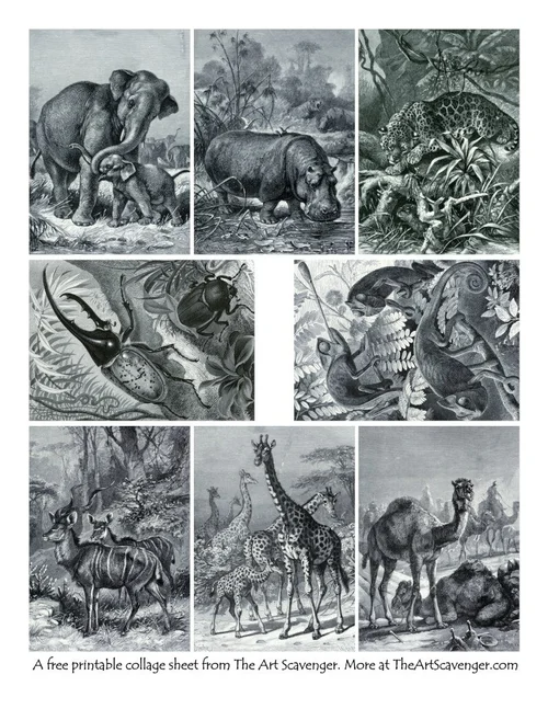 Free Vintage Animal Images Printables — The Art Scavenger