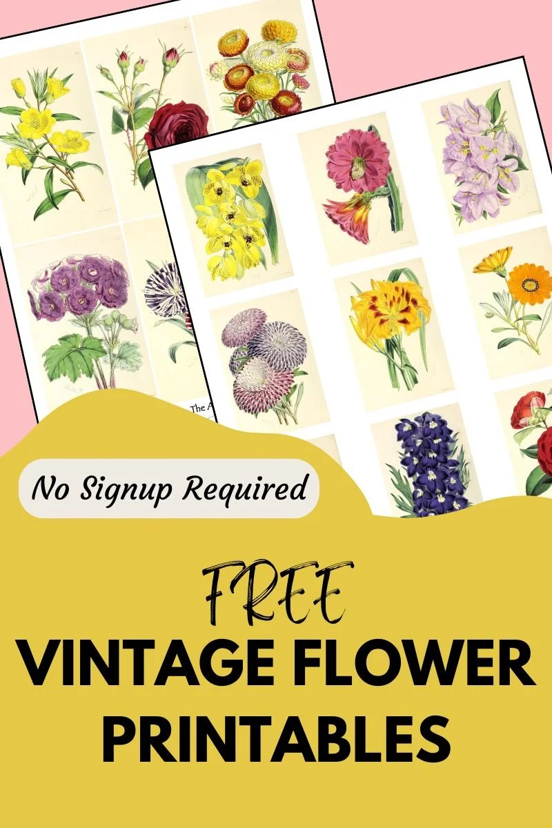 Vintage botanical flower illustrations collage sheets from 1861 Floral Magazine