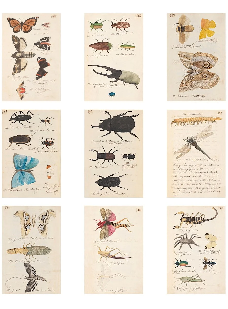 Vintage scientific insect illustrations from the early 1800s printable for paper crafts and mixed media.