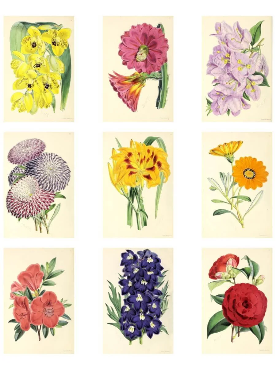 Victorian botanical illustration collage sheet for junk journaling