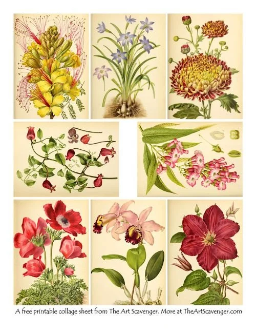 Printable collage sheet with vintage flower illustrations