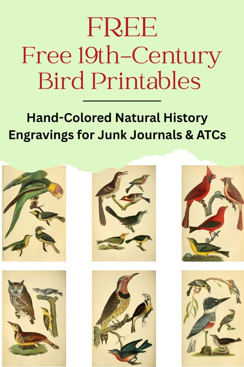 Early American ornithology bird illustrations for junk journal use