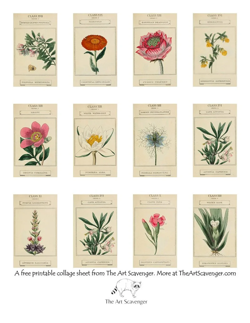 The Science of Botany Collage Sheets