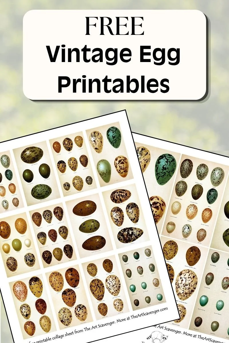 Antique ornithology egg prints for junk journaling and paper crafts