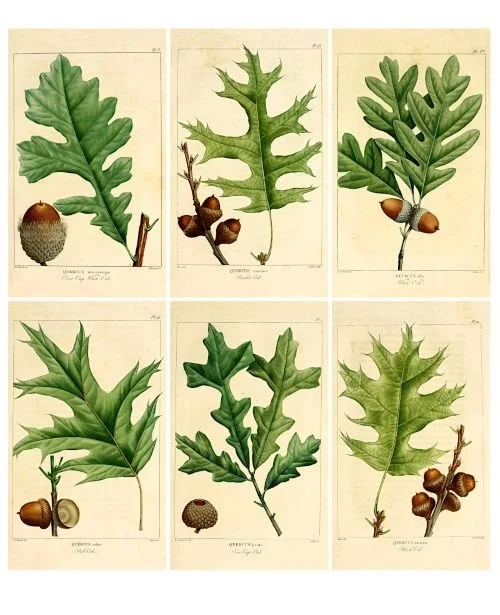 Oak leaf and acorn illustrations
