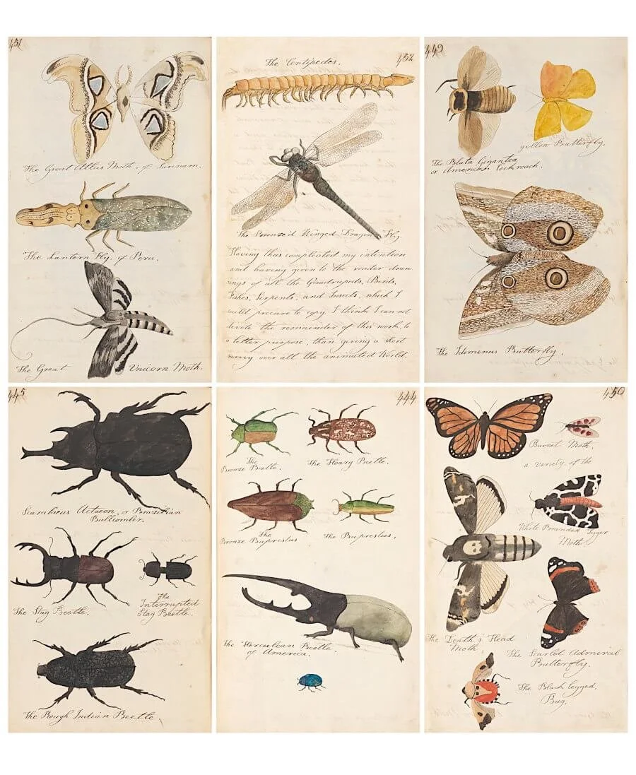 Free Vintage Insect Illustrations Printables: Natural History Collage Sheets from The Naturalists Companion