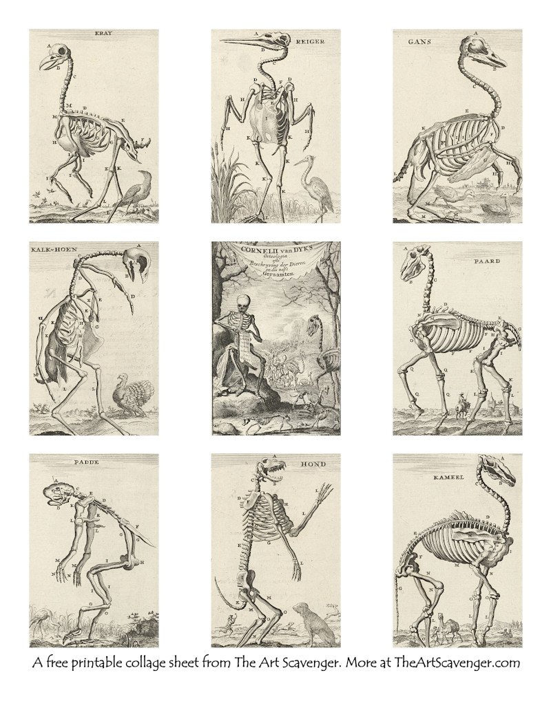 Free Animal Skeleton Illustration Collage Sheet Printables — The Art  Scavenger