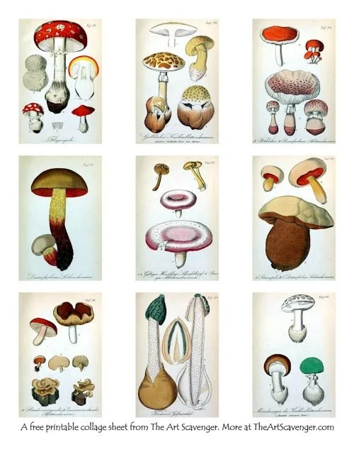 Free poisonous mushroom ephemera for digital collage and junk journaling