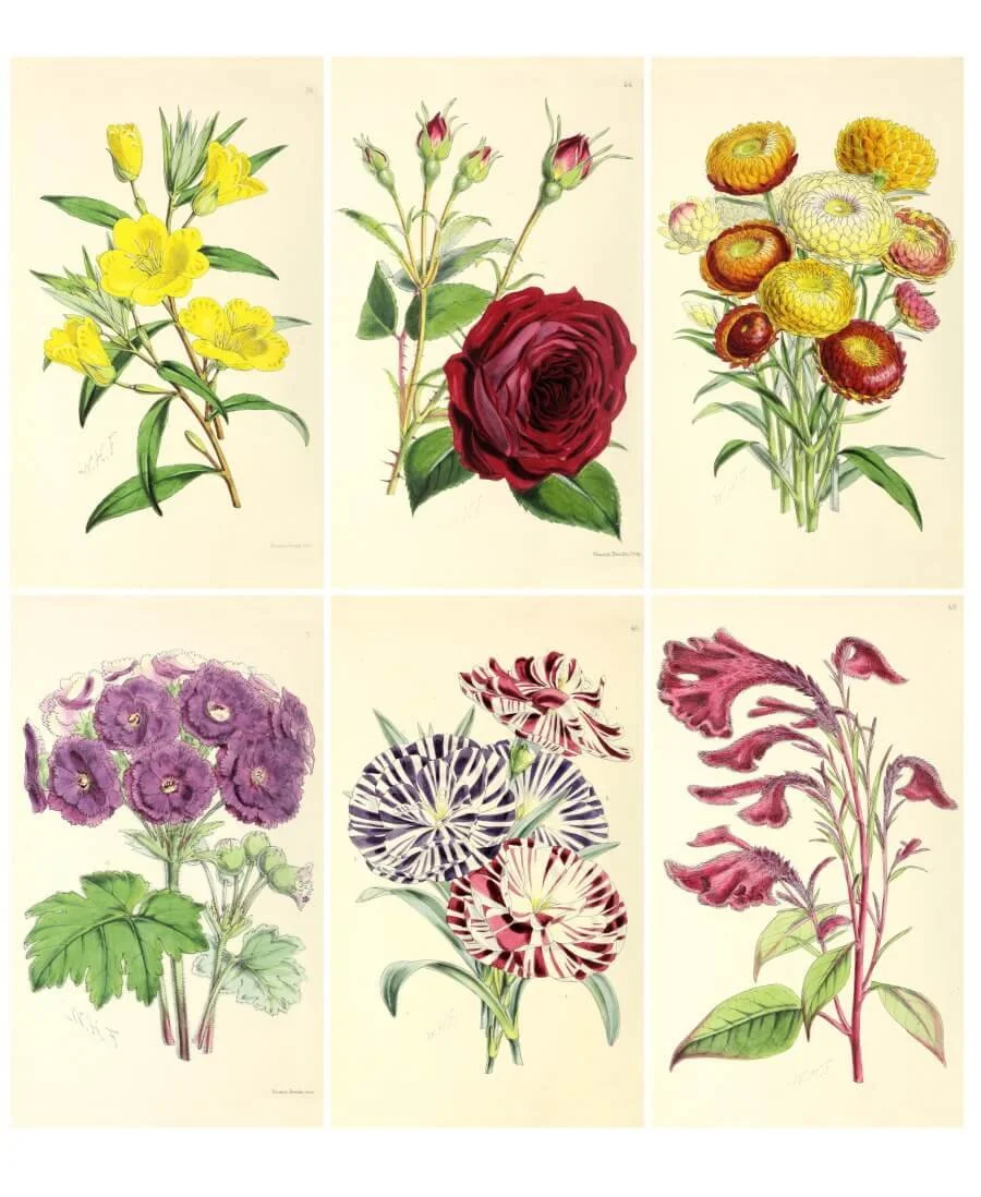 19th century floral illustrations for scrapbooking and crafts