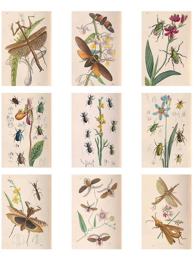 Free Printable Insect Ephemera for Junk Journals and Collage Art — The ...