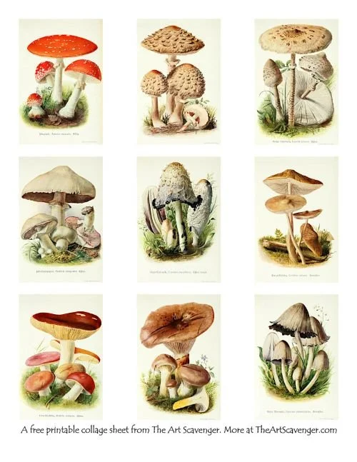 Free collage printable featuring German mushroom illustrations