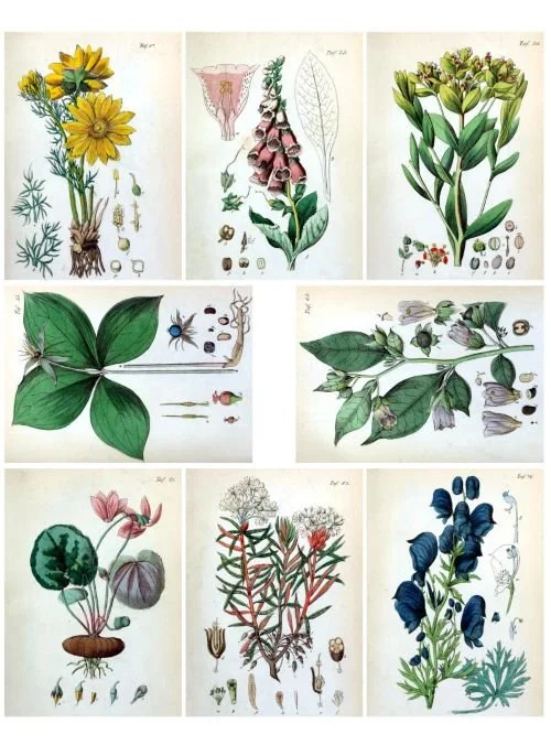 Poisonous plants illustrations for apothecary-style journaling and crafts
