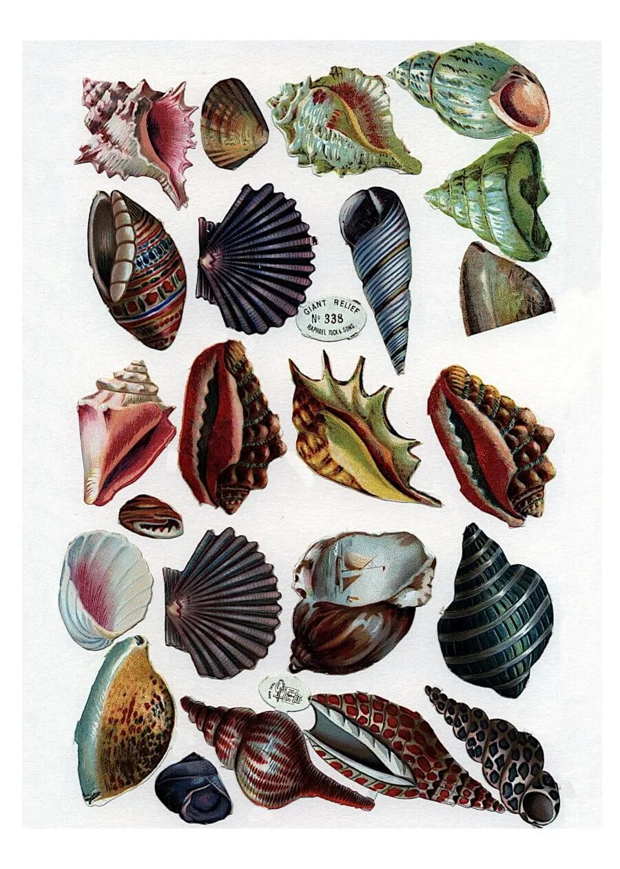 Antique chromolithograph seashell images arranged on a printable collage sheet.