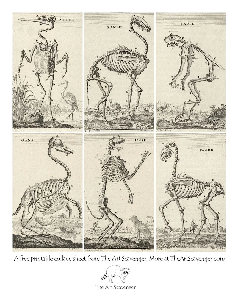 Free Animal Skeleton Printable