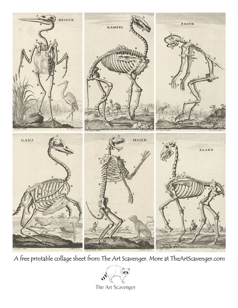Free Animal Skeleton Illustration Collage Sheet Printables — The Art  Scavenger