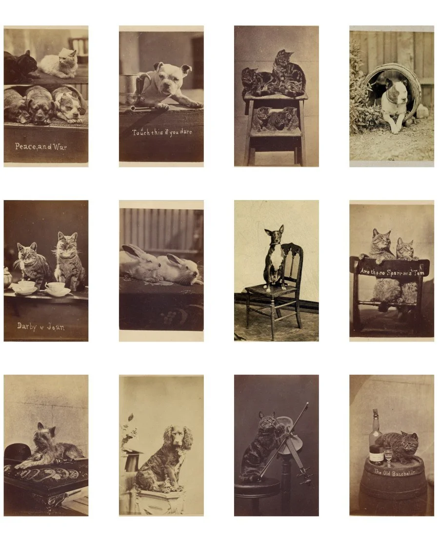 Victorian pet portraits printable featuring cats, dogs, and rabbits