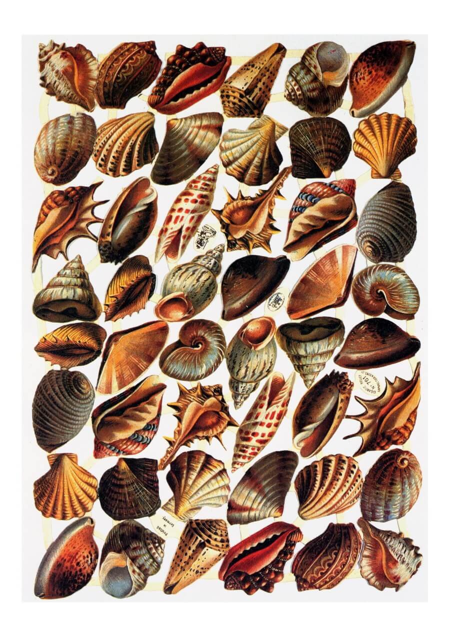 Free printable Victorian seashell cutouts for junk journals and scrapbooking.