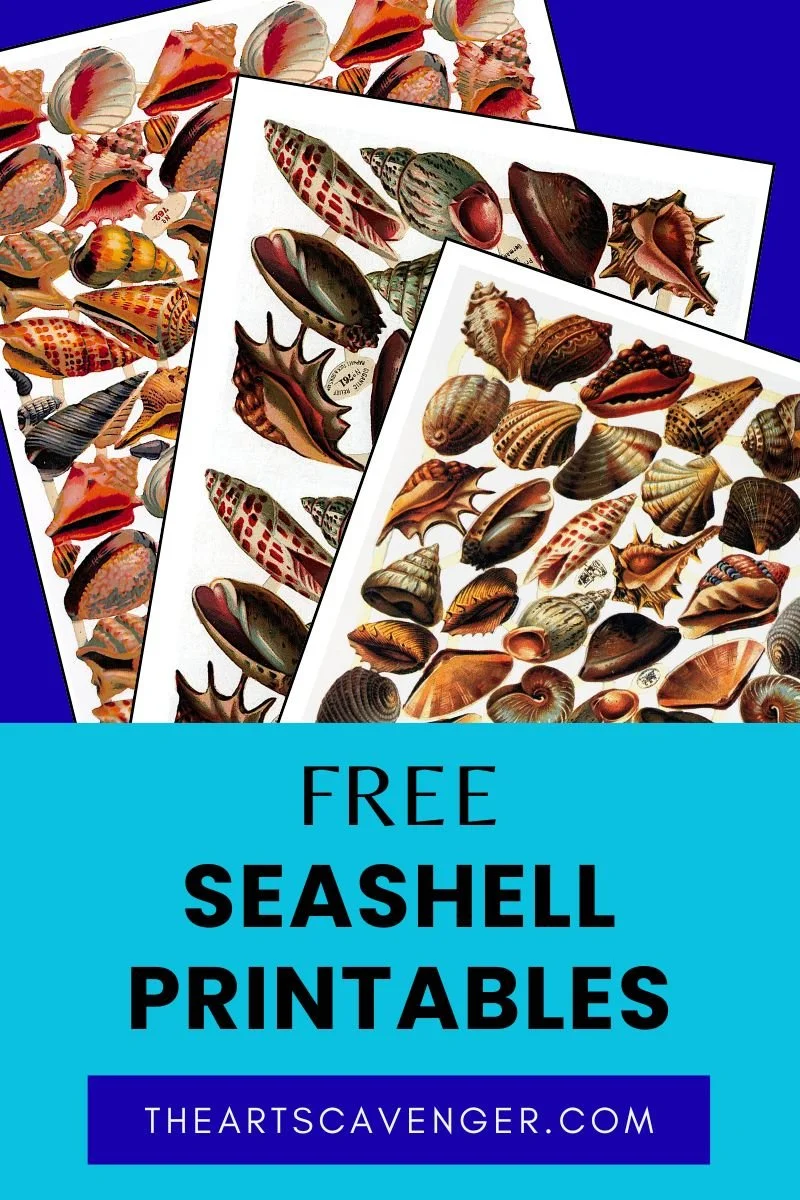 Vintage seashell relief scrap printable collage sheets featuring colorful antique shell illustrations.