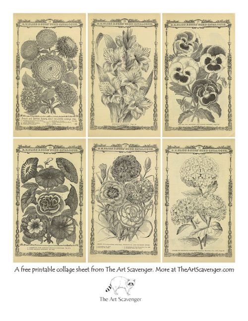 A free collage sheet made up of vintage seed catalog page images