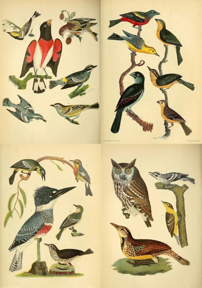 Public domain 1808 American bird engraving printable