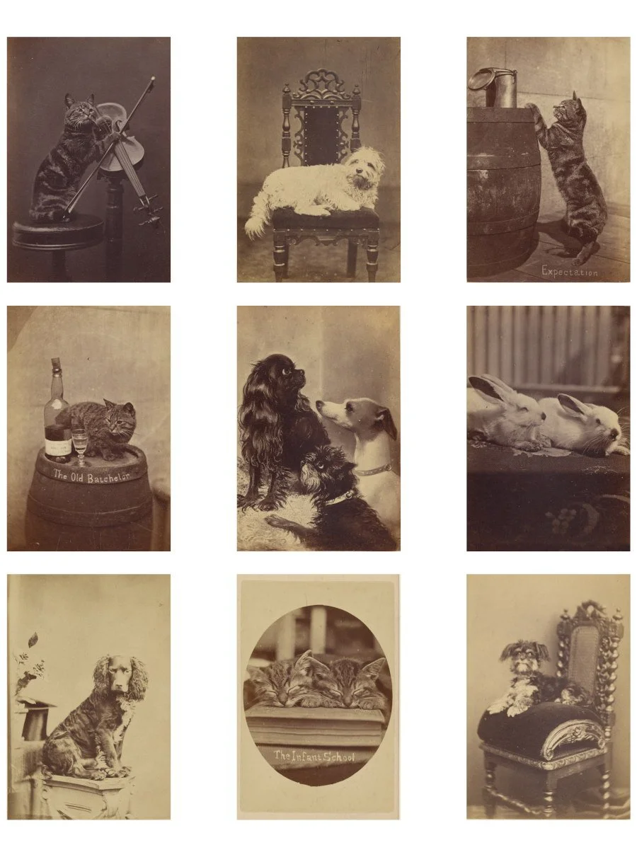 Antique Victorian pet photography printable with cats and dogs