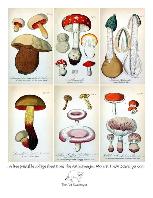 A free collage sheet featuring vintage illustrations of poisonous mushrooms