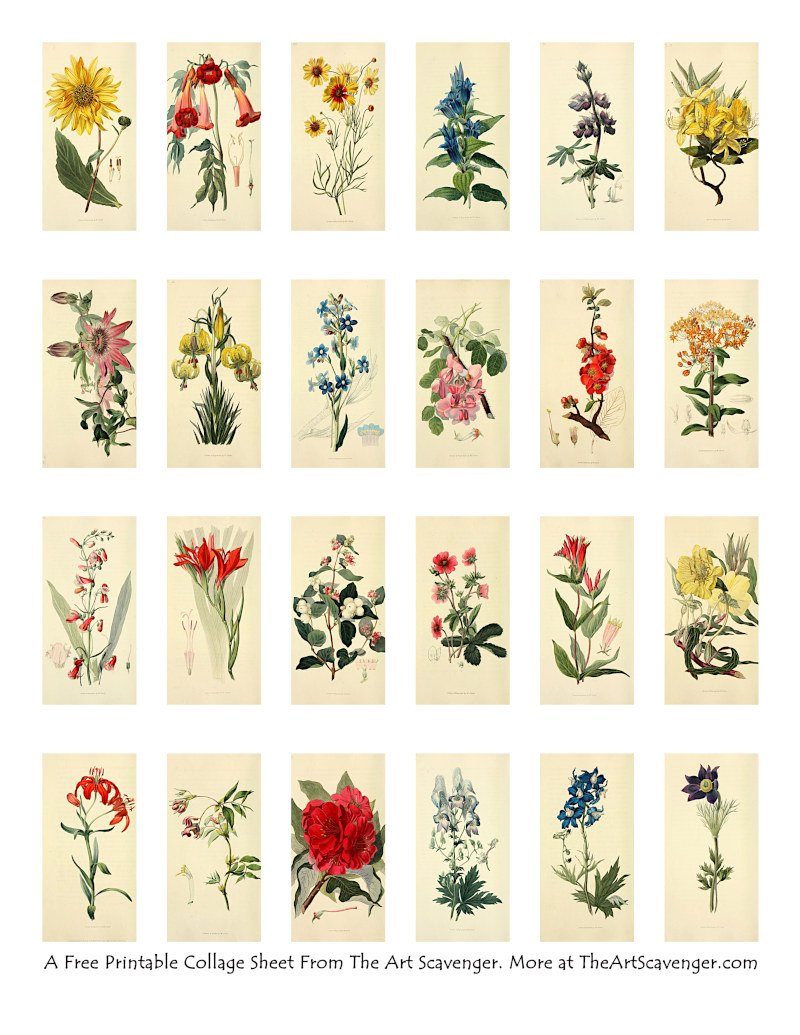 Free Vintage Flower Illustration Collage Sheet Printables — The Art ...