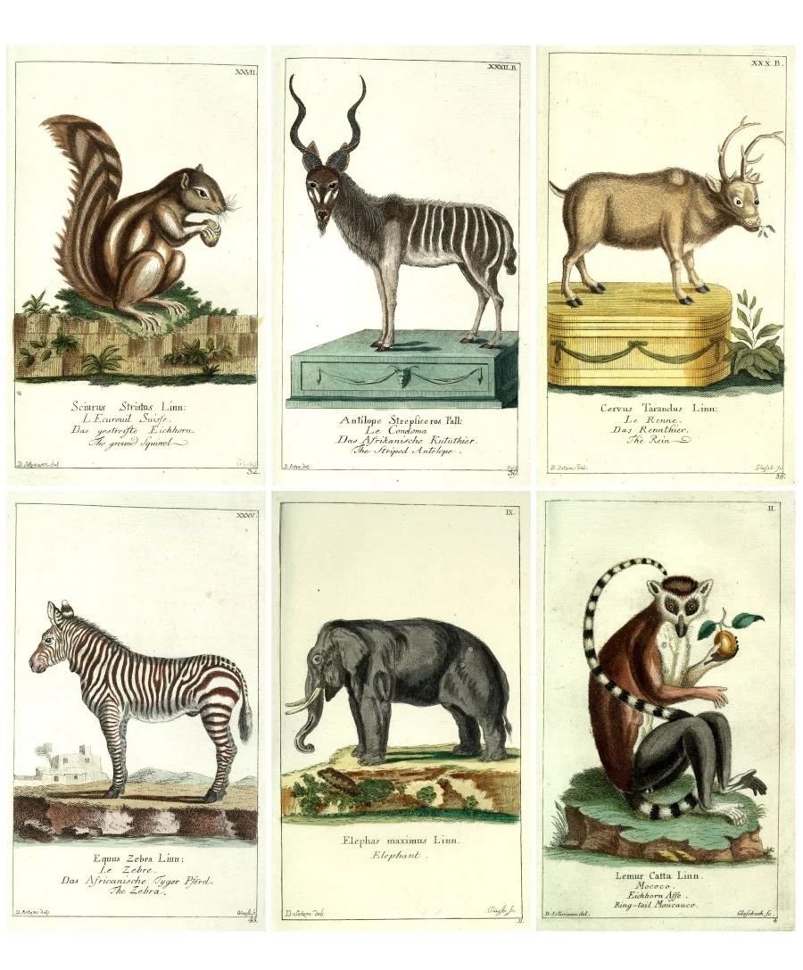 Vintage natural history animal prints for mixed media journals